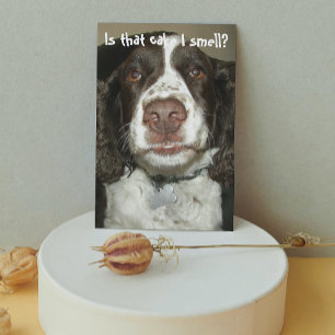 Carte Anglais Springer Spaniel Chien drôle Anniversaire