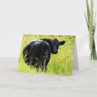 Angus Steer dans l'herbe jaune haute
