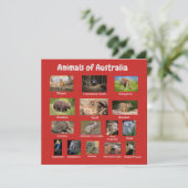 Carte Animal d'Australie (Debout devant)