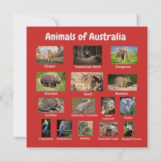 Carte Animal d'Australie (Devant)