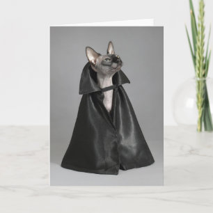 Carte Animaux Bébés les Plus Mignons Chat sans Poils S