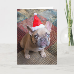 Carte Animaux bébés les plus mignons French Bulldog No
