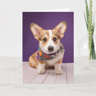 Carte Animaux Bébés les Plus Mignons Halloween Corgi