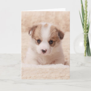 Carte Animaux de bébés cutest Baby Corgi