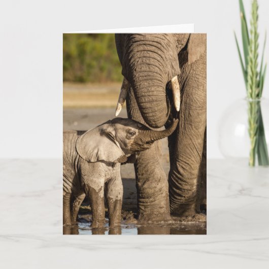 Carte Animaux de bébés cutest | Baby Elephant & Mama (Devant)