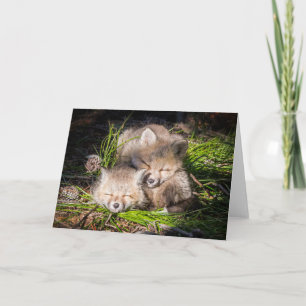 Carte Animaux de bébés cutest   Baby Red Fox Kits Sleepi