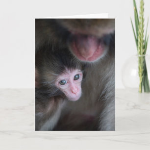 Carte Animaux de bébés cutest   Bébé Macaque singe et mè