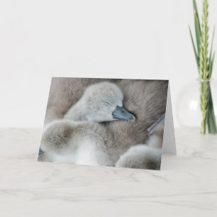 Carte Animaux de bébés cutest   Bébé Mute Swan