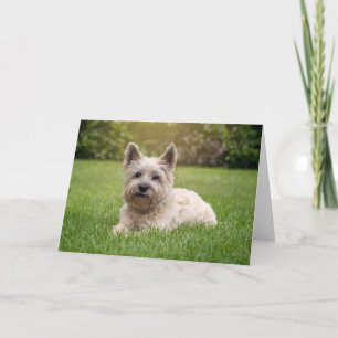Carte Animaux de bébés cutest   Cairn Terrier Dog