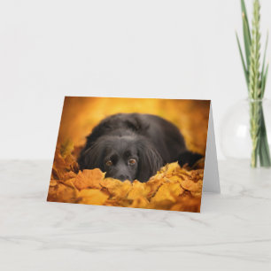 Carte Animaux de bébés cutest Chiot noir espagnol