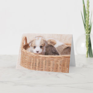Carte Animaux de bébés cutest Corgi Miny Puppy