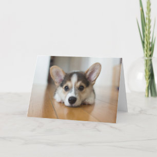 Carte Animaux de bébés cutest Corgi Puppy