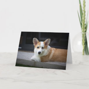 Carte Animaux de bébés cutest Corgi Puppy Relaxant