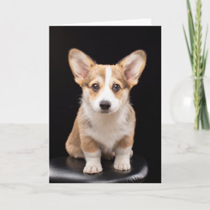 Carte Animaux de bébés cutest Corgi Puppy Standing Hau