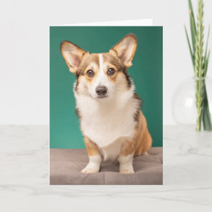 Carte Animaux de bébés cutest Corgi sur Turquoise