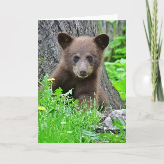Carte Animaux de bébés cutest | Cube d'ours Brown (Devant)
