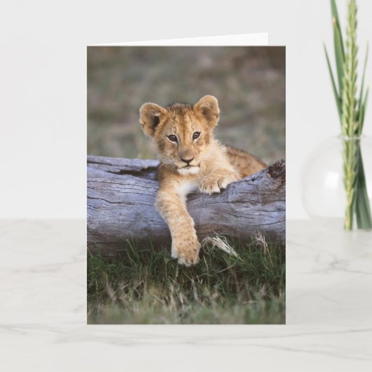 Carte Animaux de bébés cutest | Cute Lion Cub (Devant)