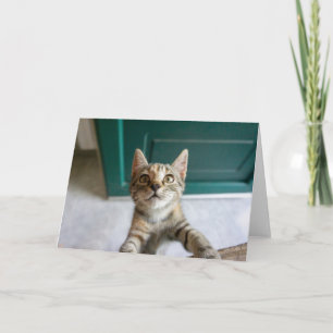 Carte Animaux de bébés cutest Cute Tabby Kitten