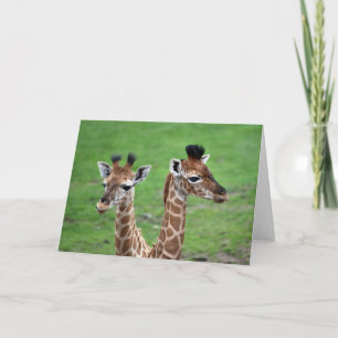 Carte Animaux de bébés cutest   Deux Giraffes pour bébés