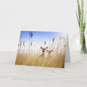 Carte Animaux de bébés cutest Deux jeunes cerfs à queu