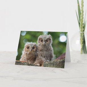 Carte Animaux de bébés cutest Deux jeunes hiboux