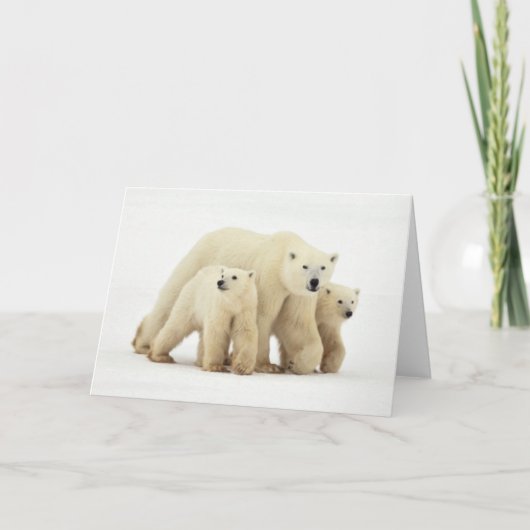 Carte Animaux de bébés cutest | Famille d'ours polaires (Devant)