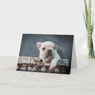Carte Animaux de bébés cutest French Bulldog