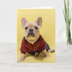 Carte Animaux de bébés cutest French Bulldog habillé