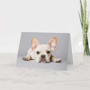 Carte Animaux de bébés cutest   French Bulldog Lying Dow