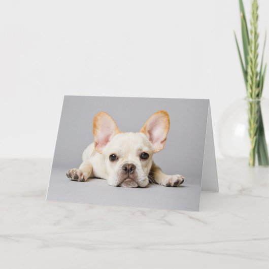 Carte Animaux de bébés cutest | French Bulldog Lying Dow (Devant)