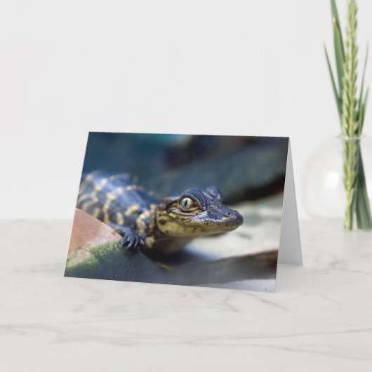 Carte Animaux de bébés cutest | Jeune alligator (Devant)