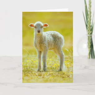Carte Animaux de bébés cutest Jeune mouton
