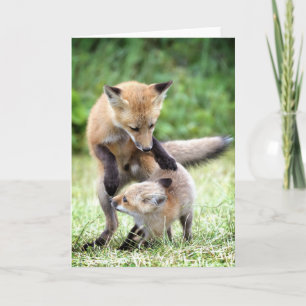 Carte Animaux de bébés cutest   Kit et maman Fox adorabl