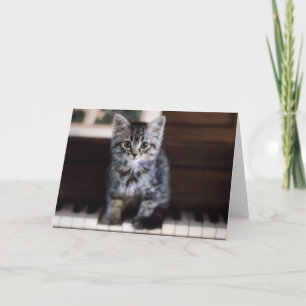 Carte Animaux de bébés cutest   Kitten sur Touches de pi
