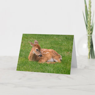 Carte Animaux de bébés cutest Little Fawn