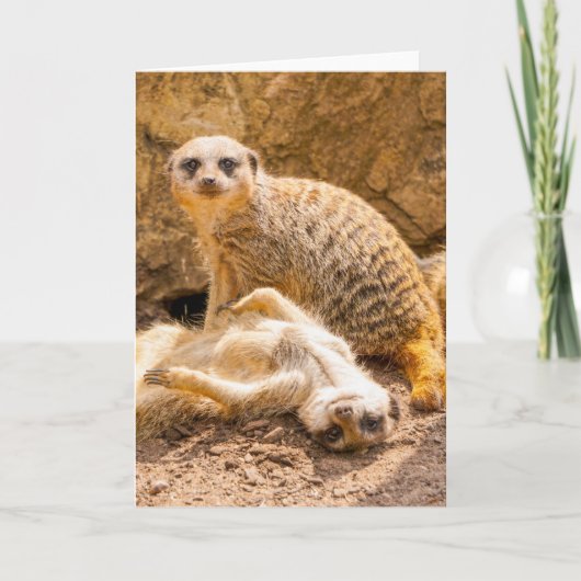 Carte Animaux de bébés cutest | Meerkats joueurs (Devant)
