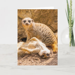 Carte Animaux de bébés cutest   Meerkats joueurs