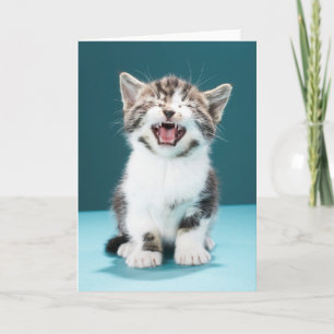 Carte Animaux de bébés cutest   Mewing Baby Kitten