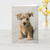 Carte Animaux de bébés cutest | Norfolk Terrier Puppy (Fleur jaune)