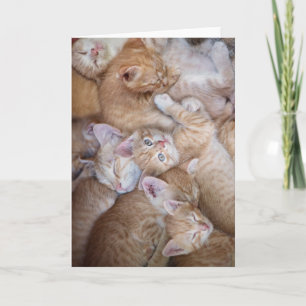 Carte Animaux de bébés cutest   Orange Kitten Pile