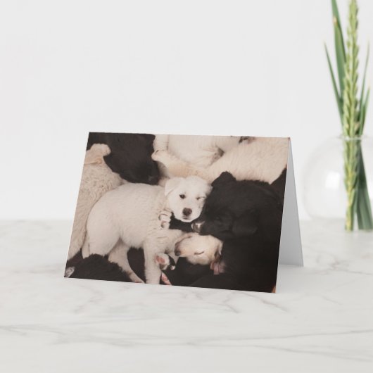 Carte Animaux de bébés cutest | Pile de marionnettes (Devant)