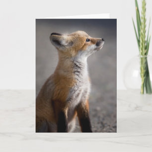 Carte Animaux de bébés cutest Portrait Baby Fox