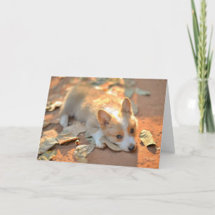 Carte Animaux de bébés cutest Shy Corgi