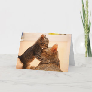 Carte Animaux de bébés cutest   Tabby Kitten Kiss