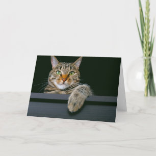 Carte Animaux de bébés cutest   Tête de chat gris Tabby
