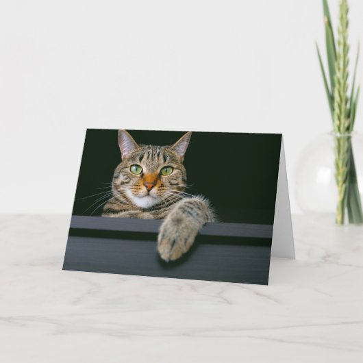 Carte Animaux de bébés cutest | Tête de chat gris Tabby (Devant)