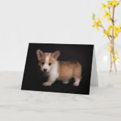 Carte Animaux de bébés cutest | Tiny Corgi (Fleur jaune)