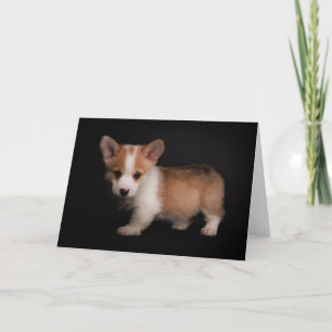 Carte Animaux de bébés cutest Tiny Corgi