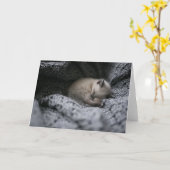 Carte Animaux de bébés cutest | Tiny Kitten Dormir (Fleur jaune)