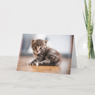 Carte Animaux de bébés cutest Tiny Tabby Kitten
